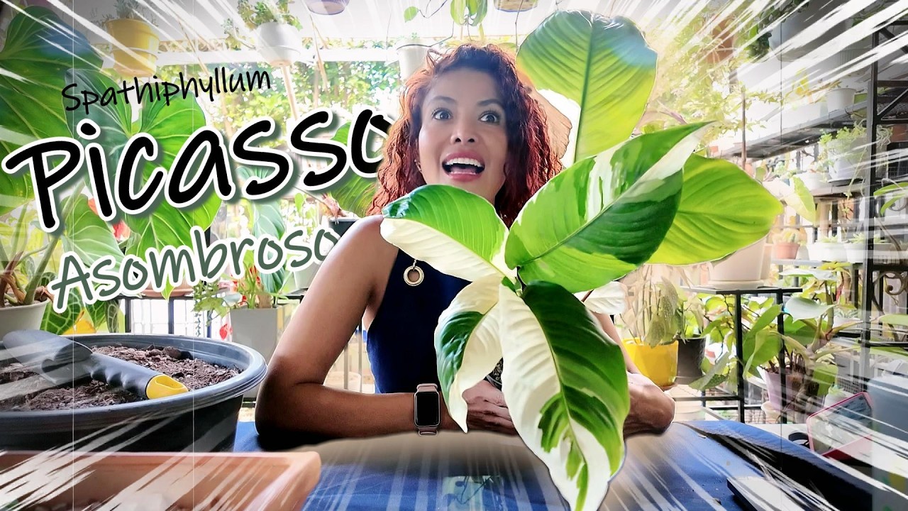 Esta Joya  NO existe en la naturaleza 😱 | Spathiphyllum Picasso, una joya mal entendida