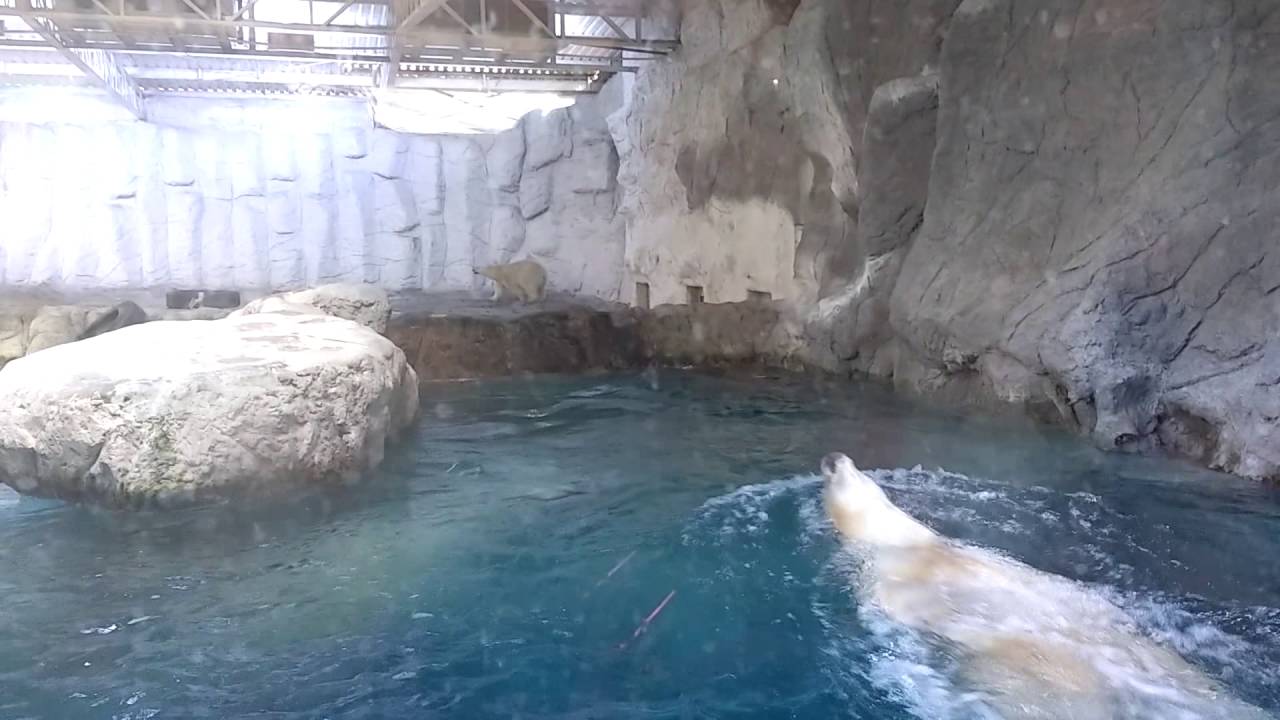Urso Polar no Aquário de São Paulo