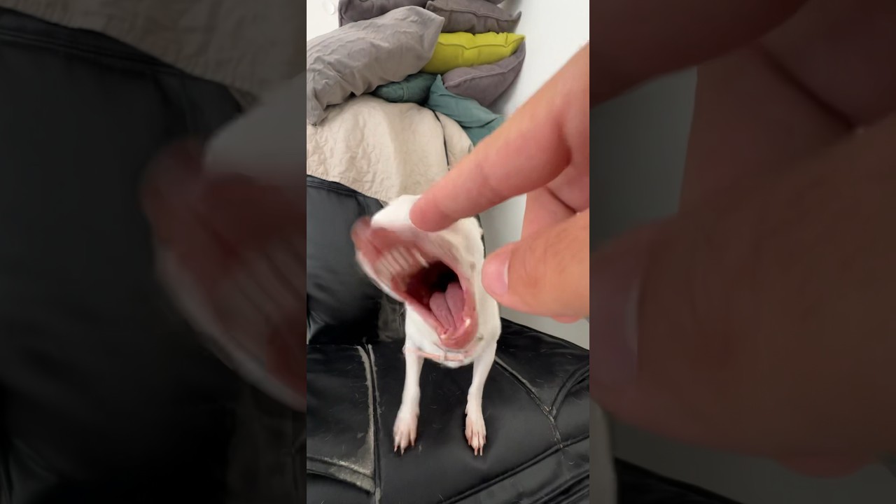 Who loves the Kuchi Kuchi??? 