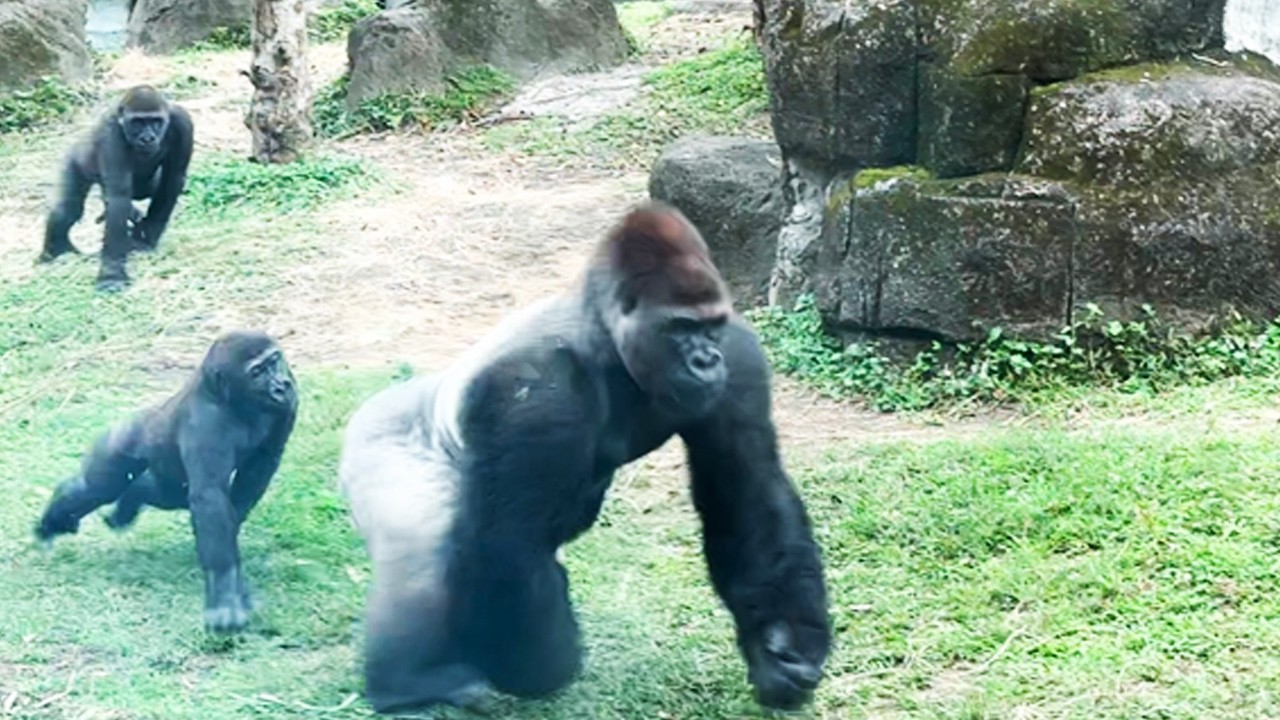 下午一直狂奔跑的迪亞哥Go running! Silverback D'jeeco