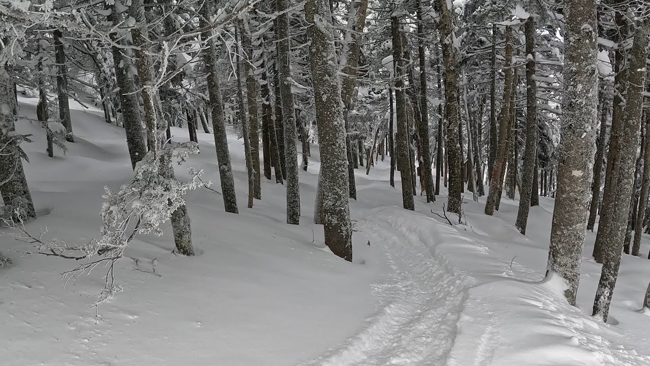 Great Day Skiing The Trees At Mount Snow!🌲⛷️