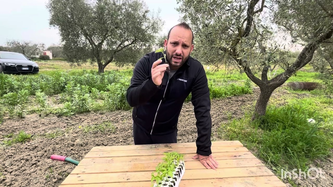 Friggitelli:li descriviamo e li piantiamo