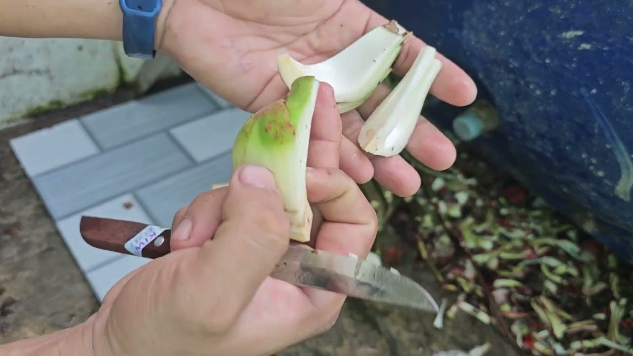 Hướng dẫn chẻ củ lan huệ.