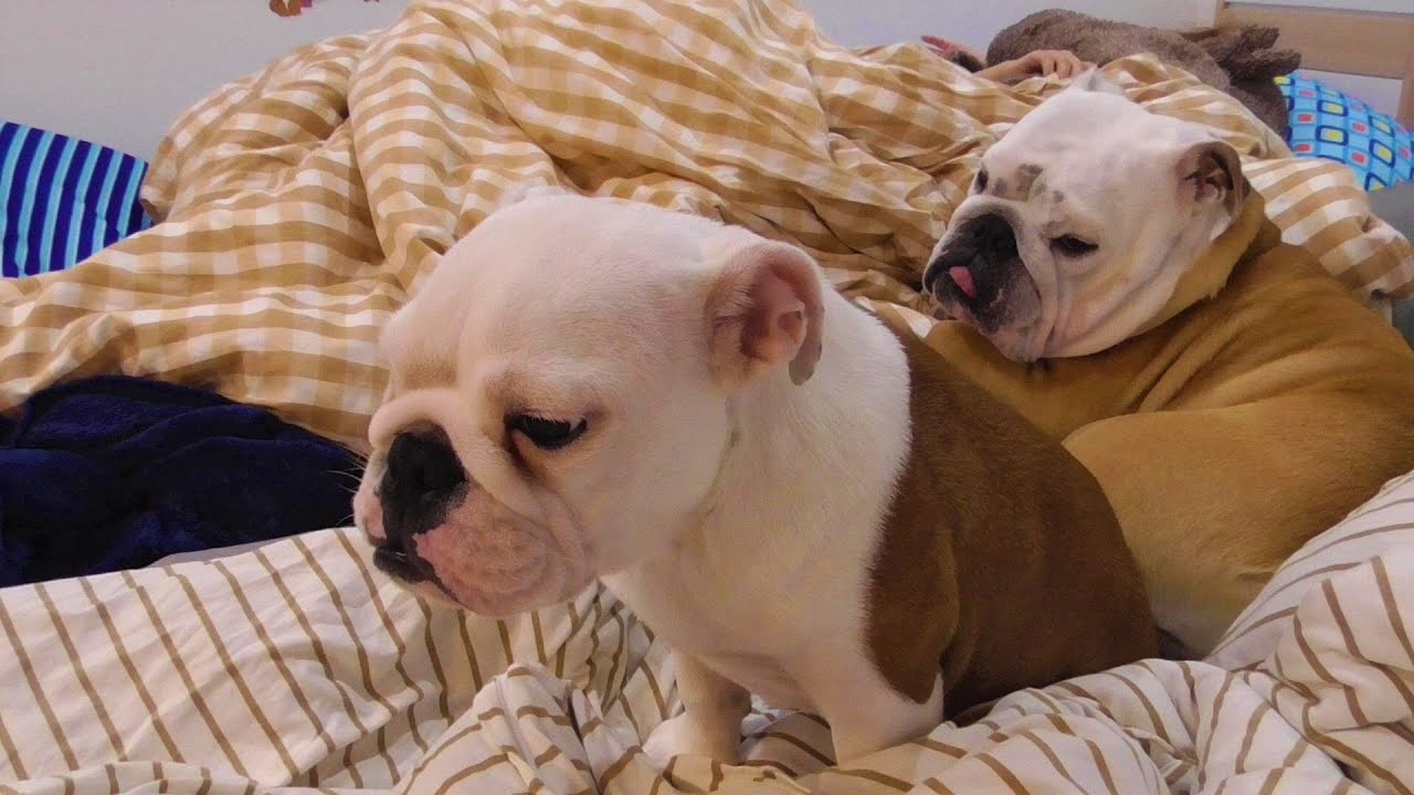 子犬が「一緒に寝てほしい…」と駄々をこねちゃいました。
