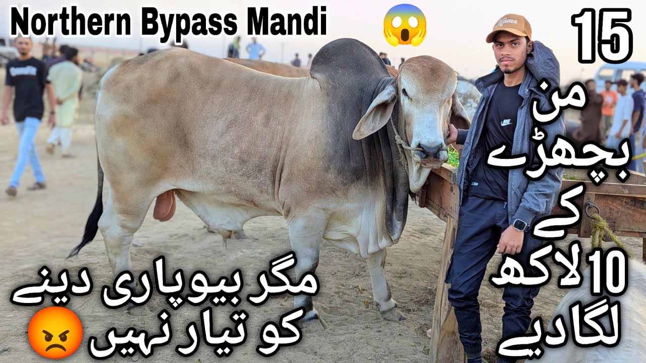Northern Bypass Mandi Karachi Cattle Latest Rates Update 14 April 2025 | Cow Mandi 2025 | Bakra Eid