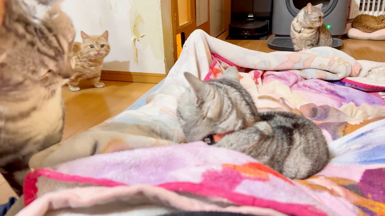 猫たちの中で寝るようになって4年が経ちました。
