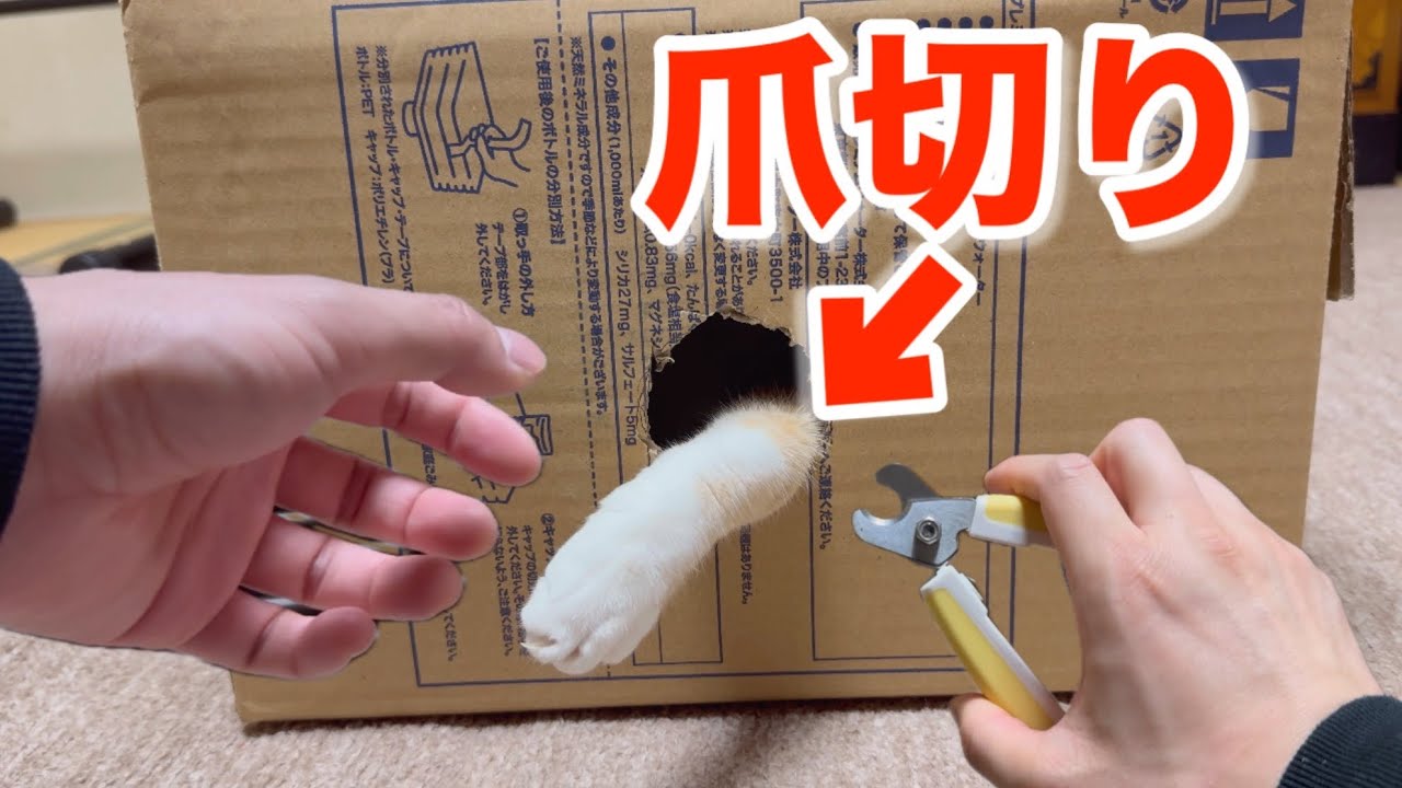 凶暴猫の爪切りをダンボールを使ってやってみたら噛まれましたw 