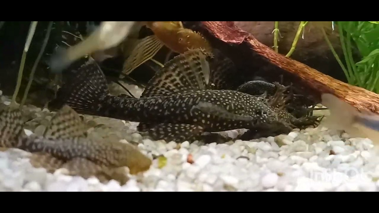 # 383 , Cześć tu Jarosław 😉,, Akwarium spod Altany 😉.. Walka największych moich zbrojasów😱😱😱.