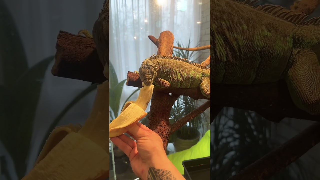 #iguana