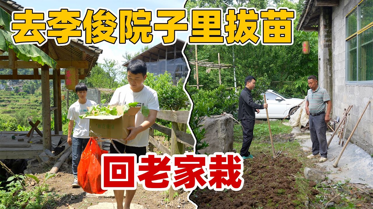 爸爸一个人在老家也不种菜，到李俊山上拔点菜苗让爸爸教我种菜，早日实现蔬菜自由