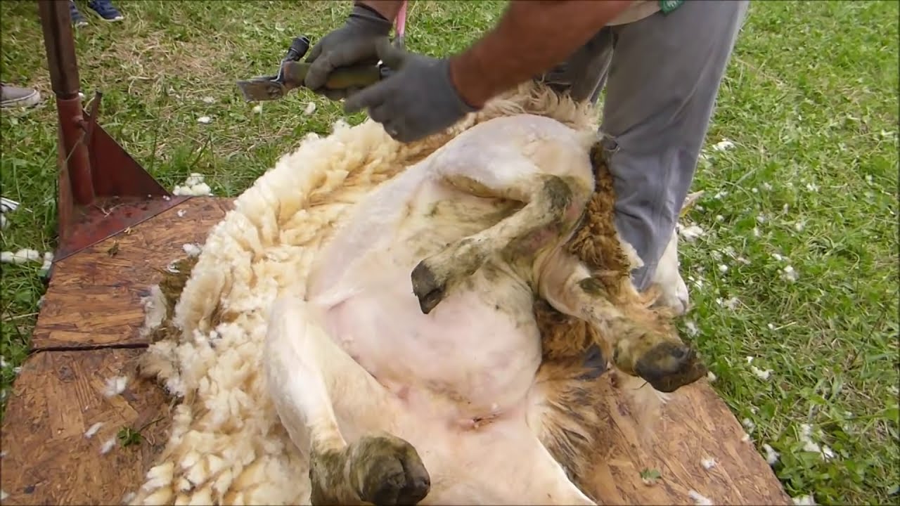 Como se esquilan los corderos a Maquina
