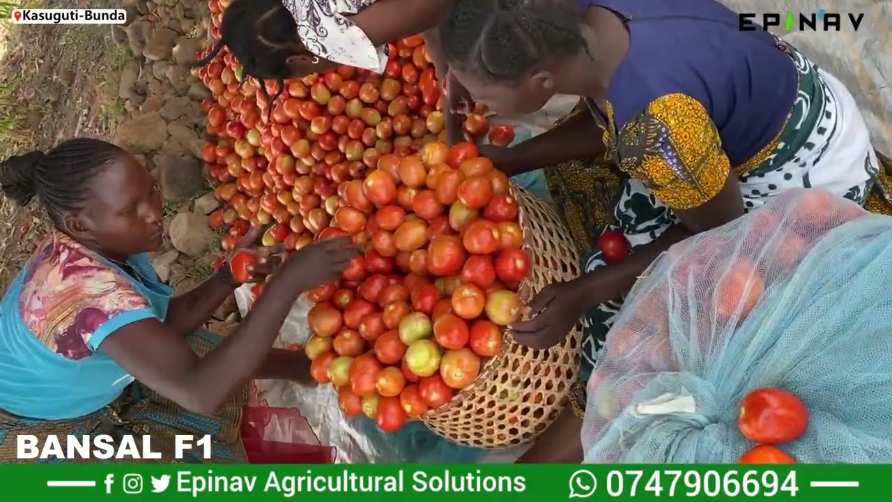 RIPOTI YA MBEGU YA NYANYA BANSAL FI YENYE MAVUNO MENGI KUTOKA KASUGUTI BUNDA.