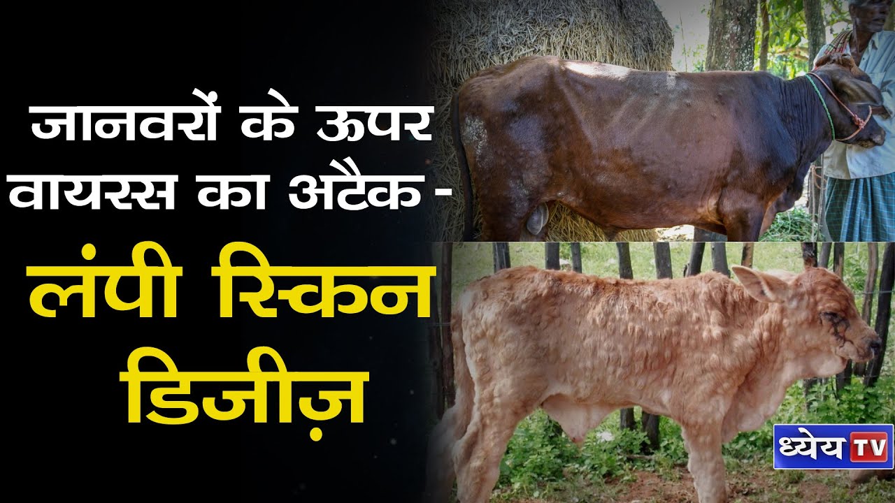 DNS: लंपी स्किन डिजीज़ || Lumpy Skin Disease