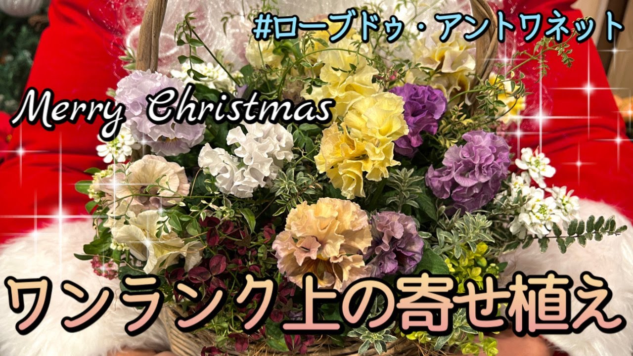 サンタが【ローブドゥ・アントワネット】の寄せ植えをプレゼントしてくれました！