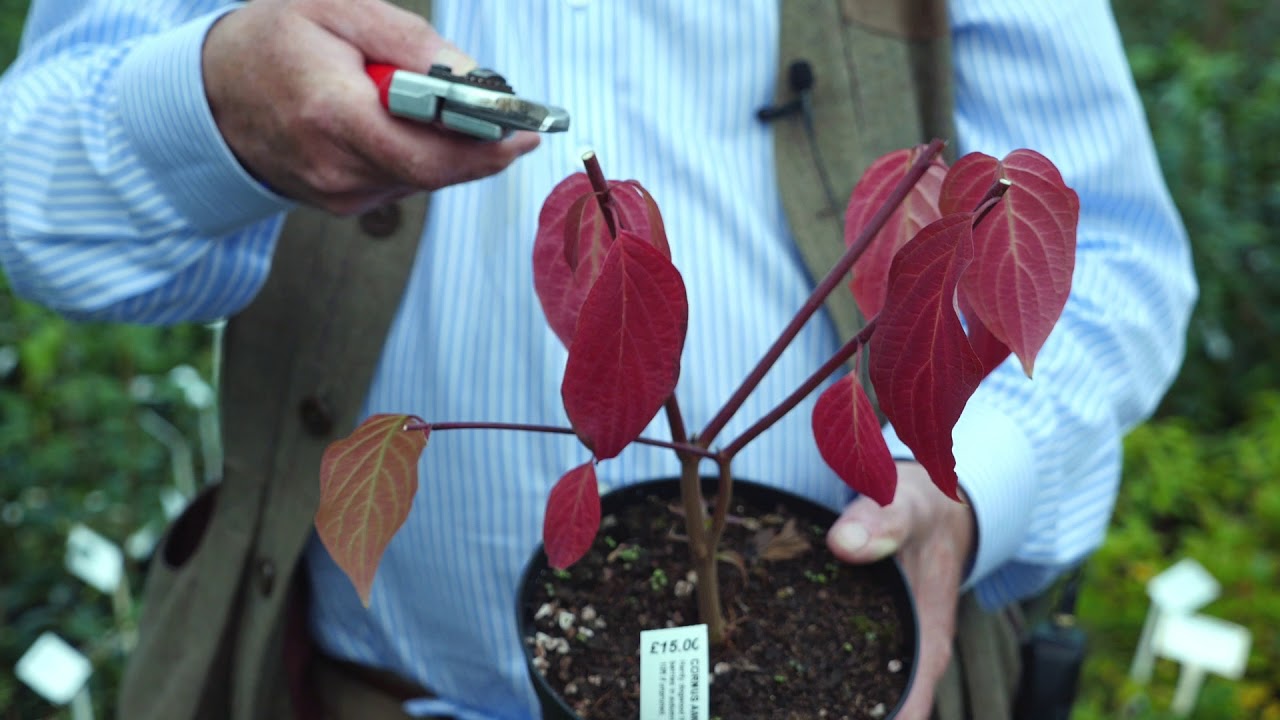 Cornus dogwood pruning