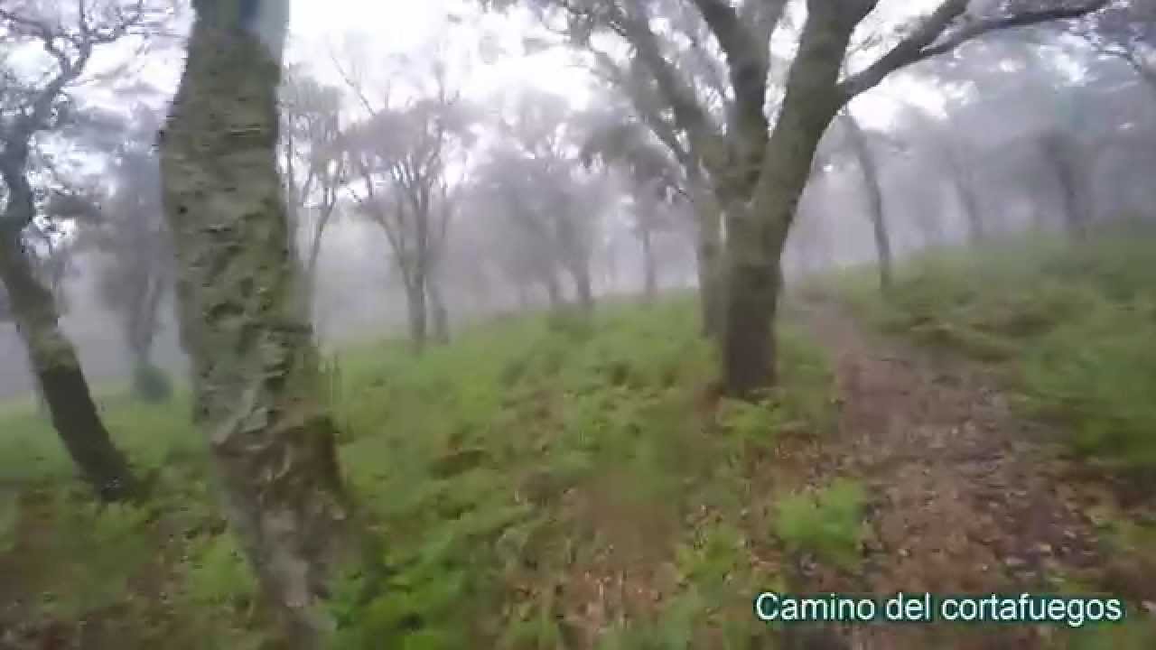 Bosque de niebla   Los Alcornocales