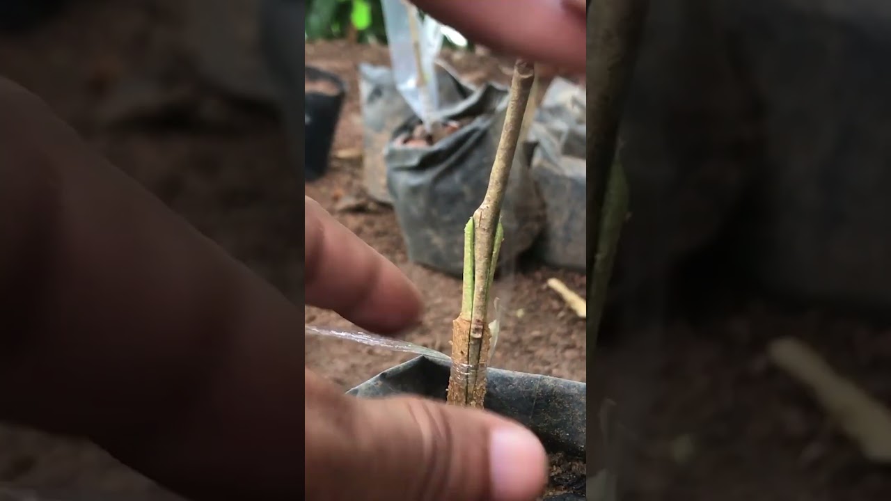 Durian Tree Grafting Guide EP278#durian #duriangrafting #durianfruit