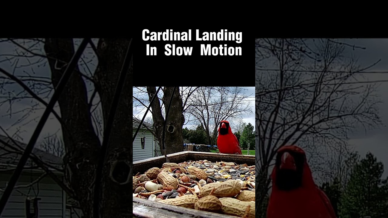 Wisconsin Backyard Birding #shorts Cardinal Landing In Slow Motion #birds #backyardbirds #nature