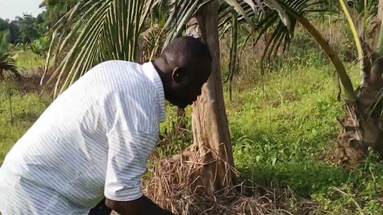Productive coconut farming business. How do I get it right pt4?