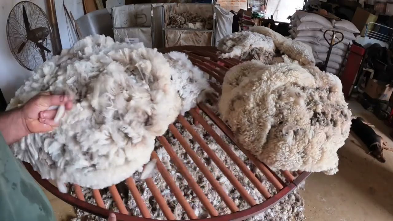 What does a wool classer do?
