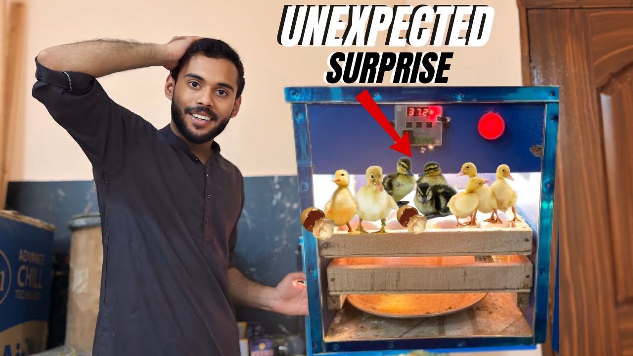 Ye Kese Howa😳, Baby Ducks Eggs Se Hatch Hogyi 😂