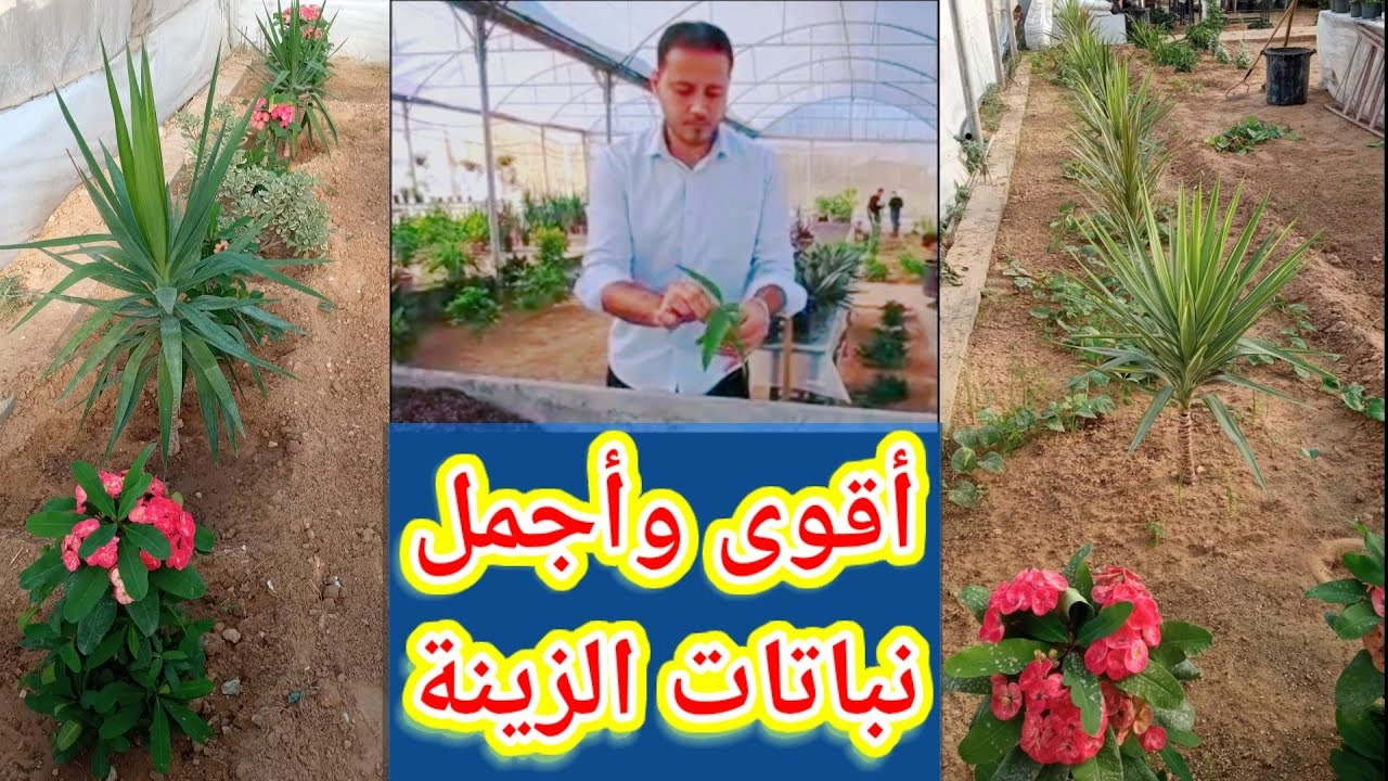 أقوى وأجمل نباتات الزينة . جولة تعريفية