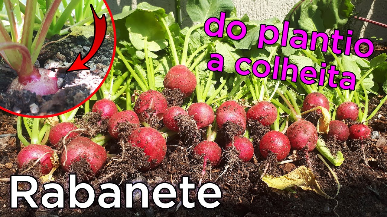 Como Plantar Rabanete da Semente até a Colheita Começo Meio e Fim