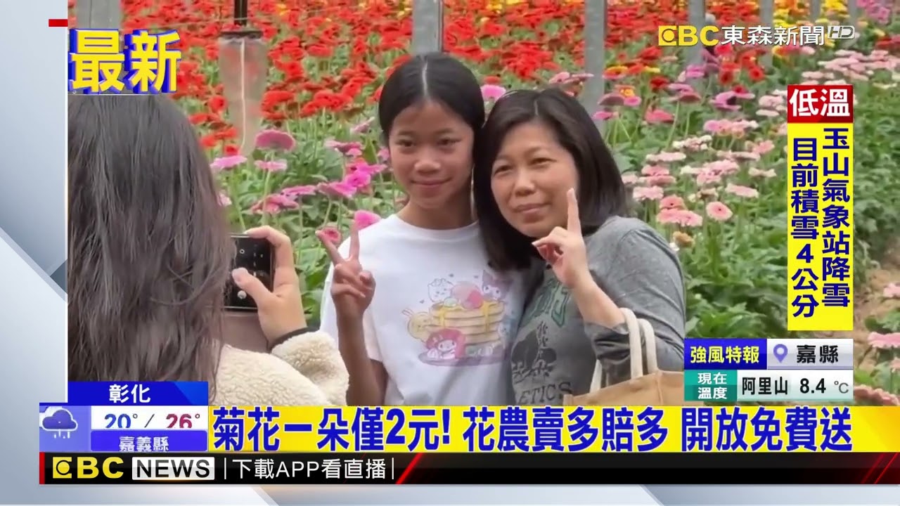 越賣越賠錢！ 彰化農民忍痛 菊花免費送@newsebc
