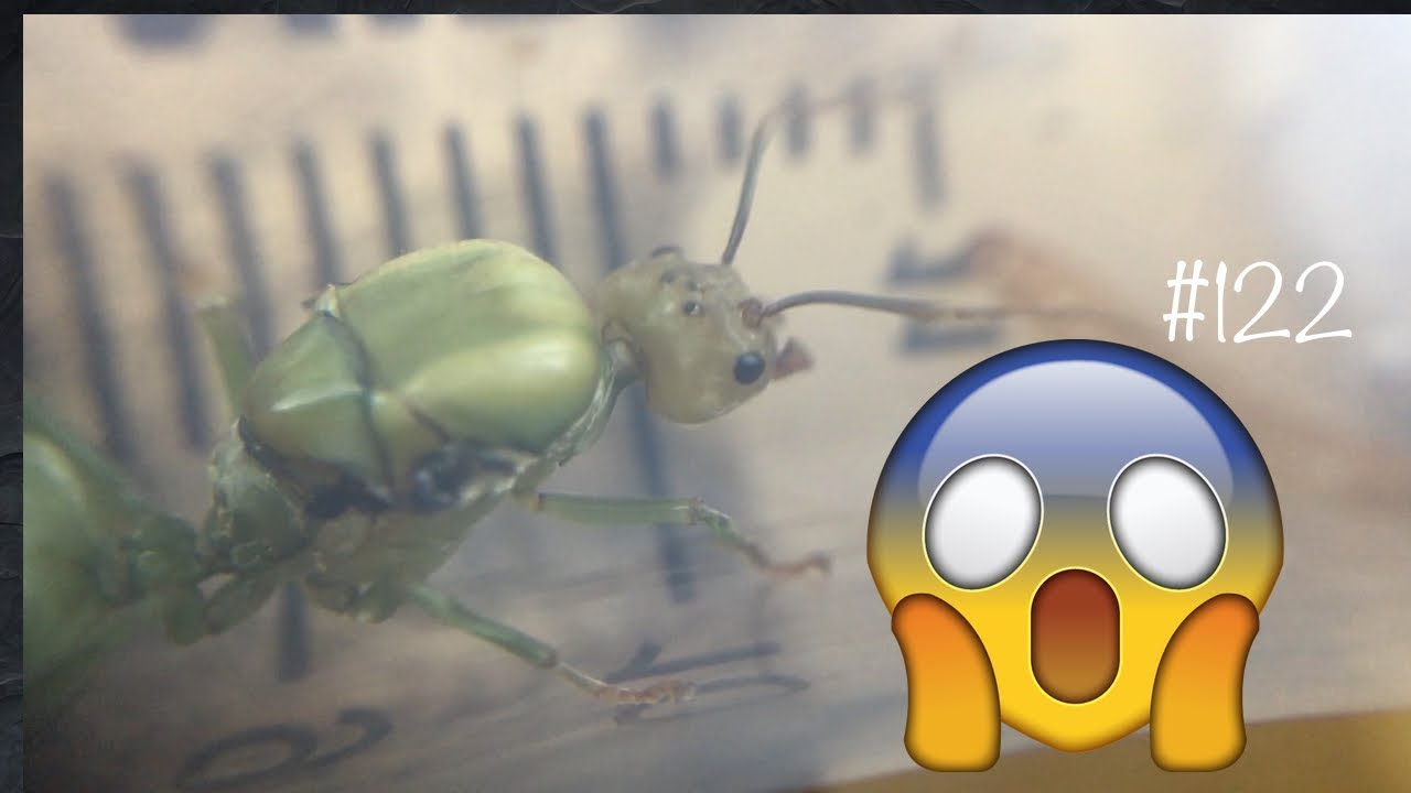 Это же зеленый муравей !!! Разве такое бывает?