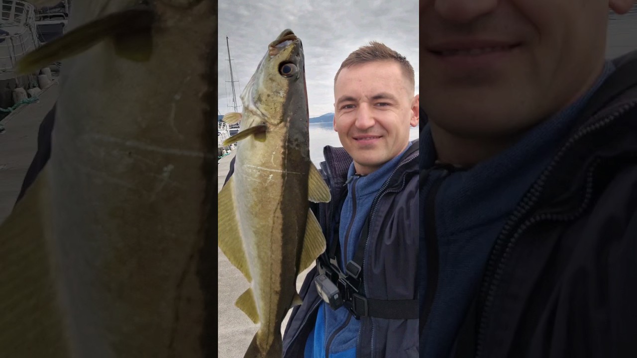 Pollock fish today. Fishing in Norway #shorts
