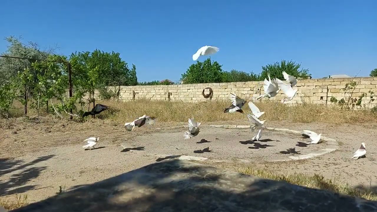 Saraylı quşbaz: Rəşadla eksklüziv söhbət 2021 ci il / AZƏRBAYCAN GÖYƏRÇİNLƏRİ ASSOSIASİYASI