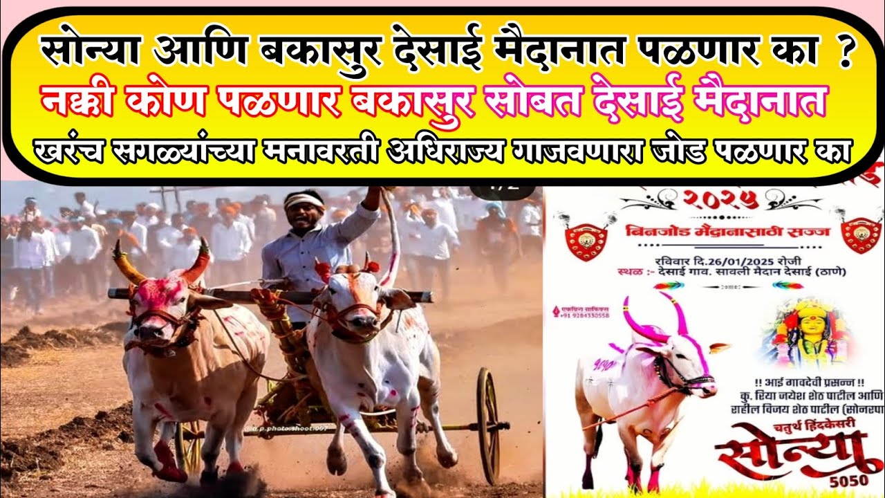बकासुर आणि सोन्या 5050 देसाई मैदानात एकत्र येणार का ? #बकासुर #सोन्या5050 #बकासुर6300 #बैलगाडा #bull