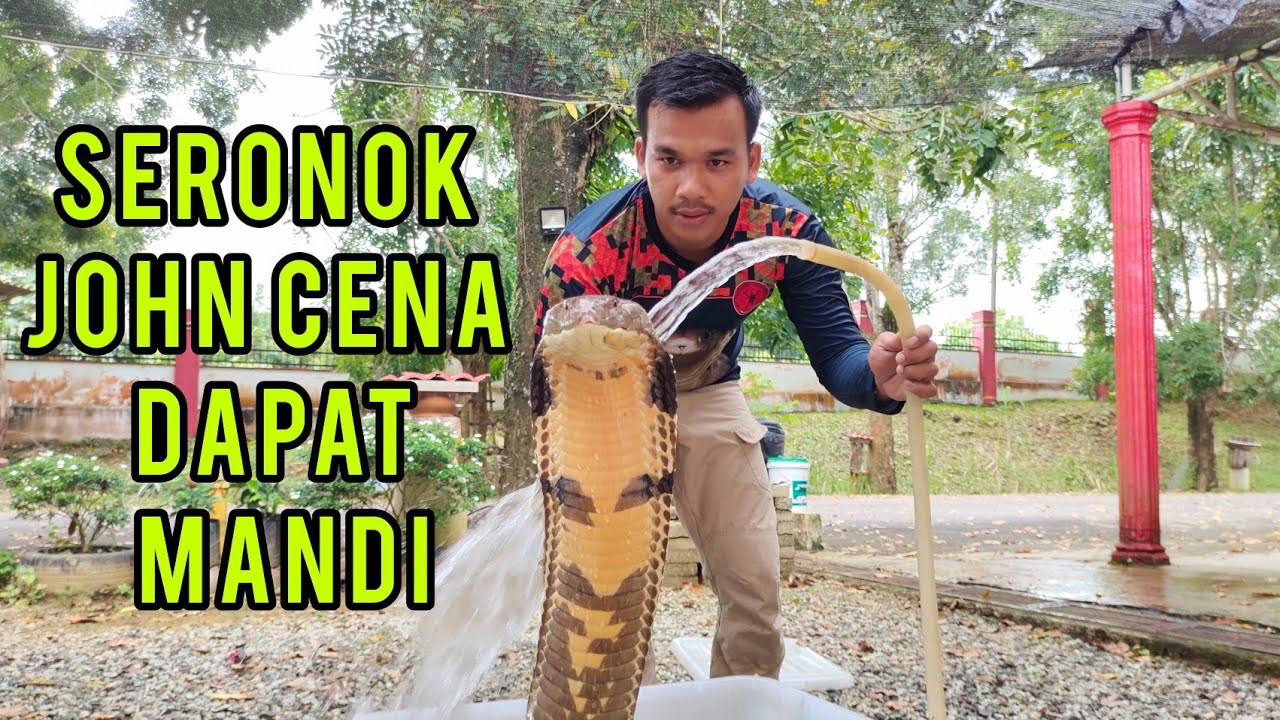 MANDIKAN JOHN CENA (THE REAL KING COBRA)