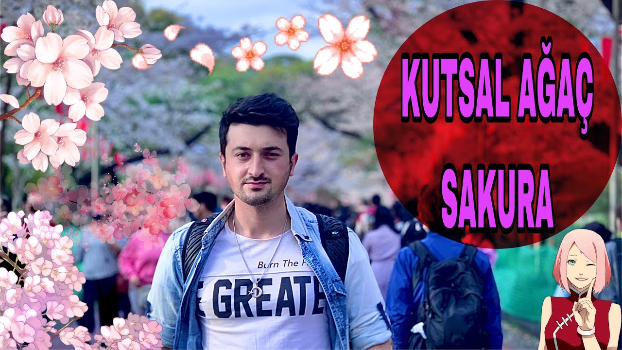 SAKURA MEVSİMİ JAPONYA ( sakura nerede izlenir)SAKURA YOLU