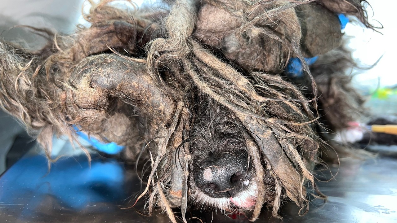 He Was a Disaster Under All That Fur&hellip;