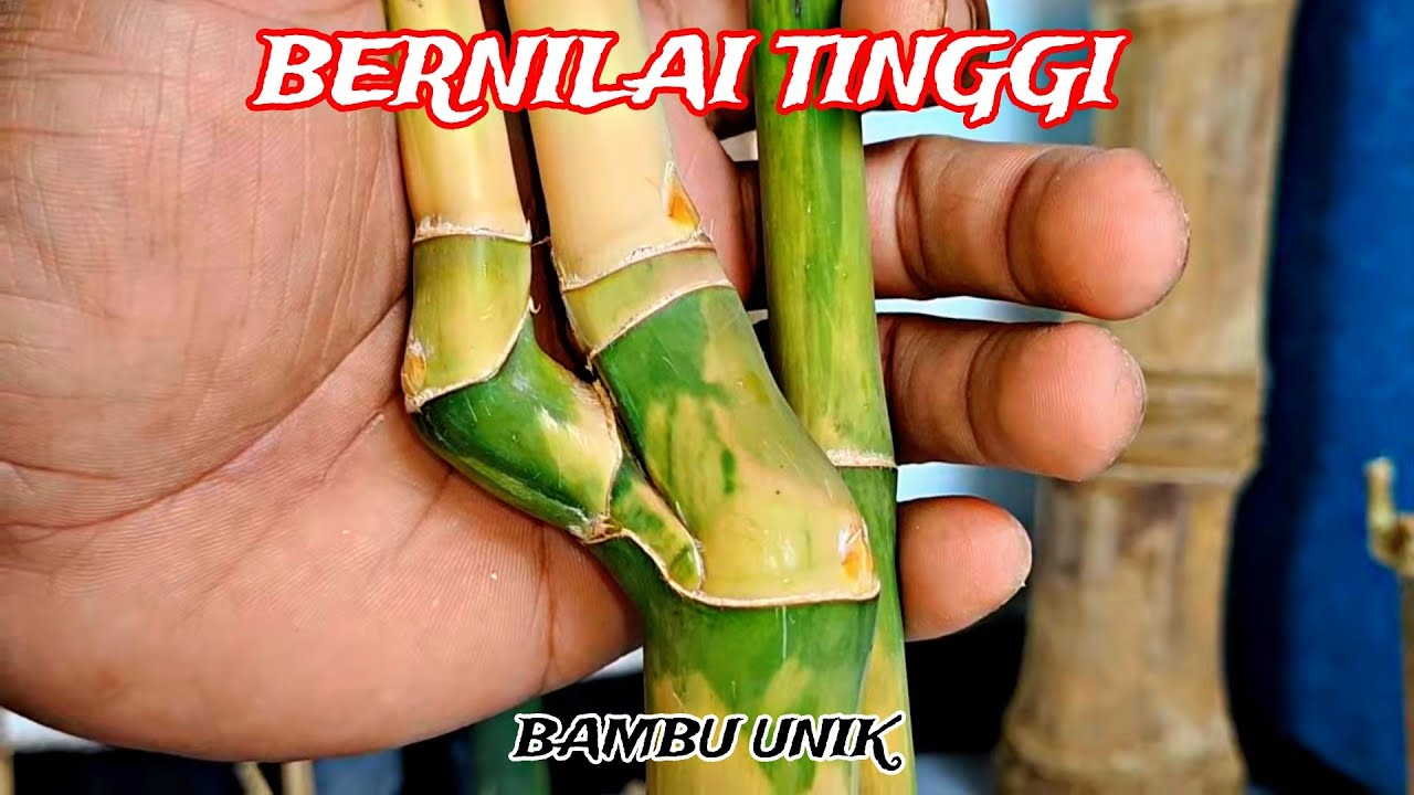 BAMBU UNIK DAMPIT YANG ANEH DAN BAMBU KURUNG BERPENGHUNI ULAR BERBISA TINGGI