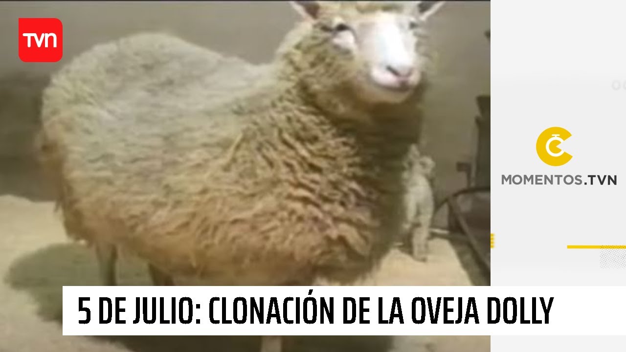 5 de julio: Clonaci&oacute;n de la oveja Dolly | Momentos TVN