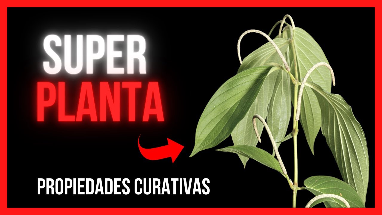 😱Qu&eacute; cura el CORDONCILLO (Piper Aduncum) | MATICO🌿