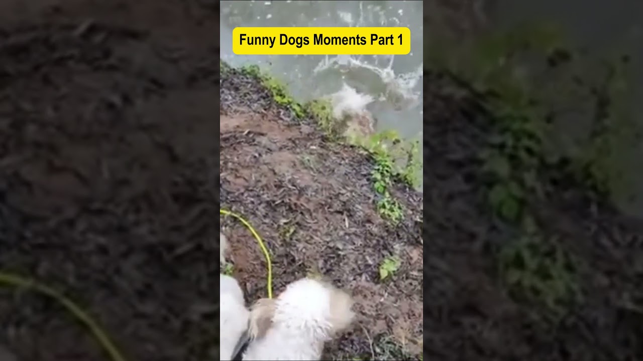 Funny Dogs Moments Part 1 