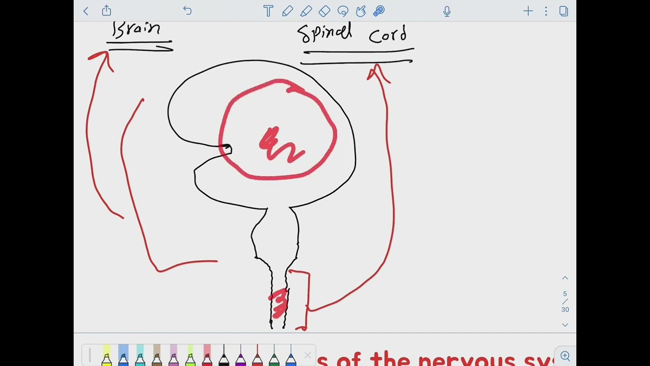 ‏مصطلحات الجهاز العصبي المحاضرة الأولى الجزء الأول