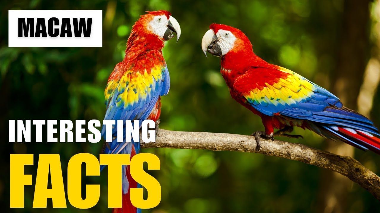 Exploring the Fascinating World of  Macaw | Interesting Facts | The Beast World