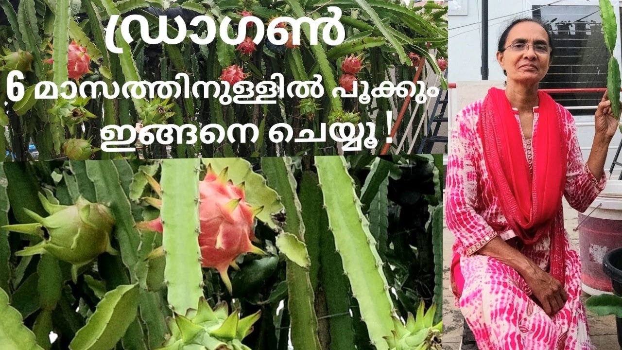 ഡ്രാഗൺ ചെടി വേഗം കായ്ക്കാൻ എപ്പോൾ എങ്ങനെ നടണം l Fast Blooming Tips in Dragon I J' s Passion World I