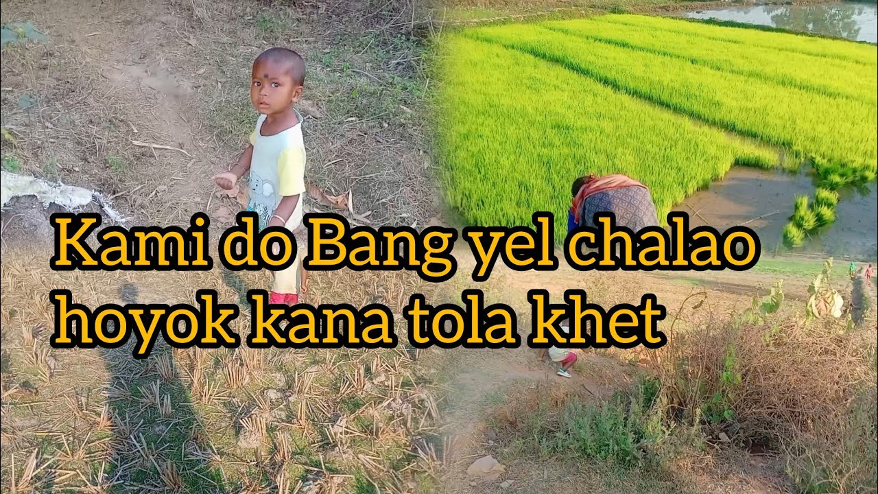 Kami do Bang yel chalao hoyok kana tola khet#vlog #dallyblog #santali_vlog_video 