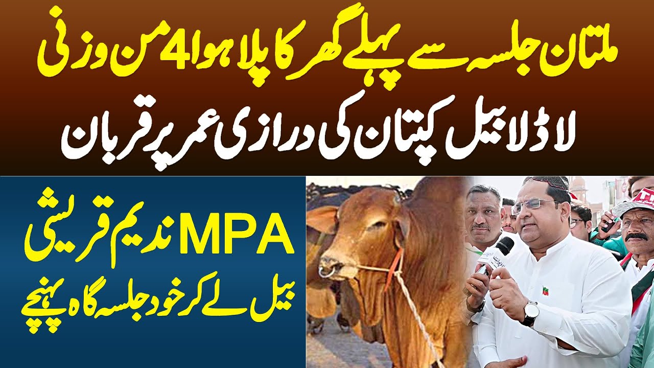 Multan Jalsa Se Pehle Ghar Ka Pala Hua 160 KG Ladla Bull Kaptan Ki Darazi Umar Par Kurbaan