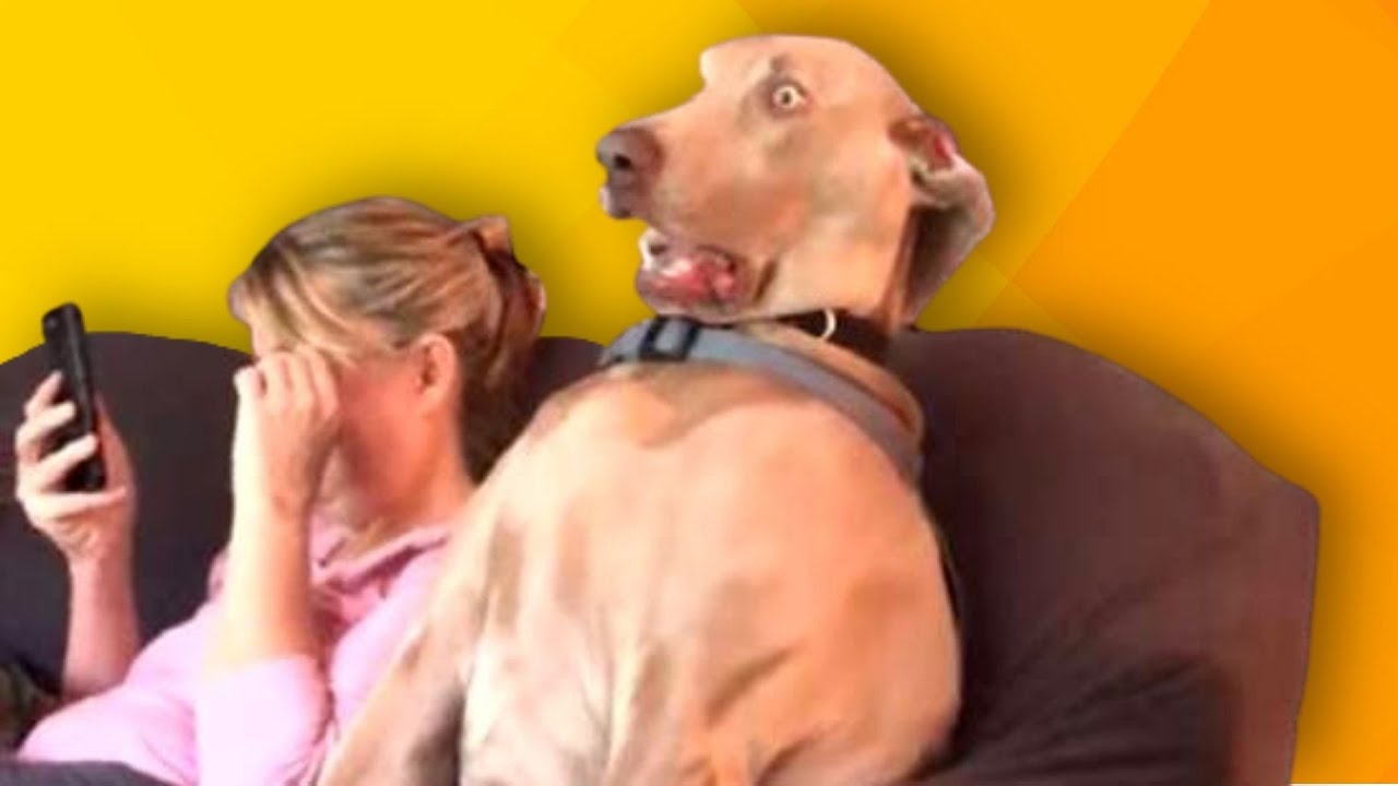 Animais Engraçados Assistindo TV ⭐Você Não Pode Perder as Reações Mais Malucas
