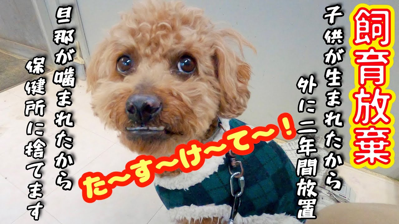 【飼育放棄】子供が生まれたからケージに入れて庭に二年間放置 その後噛まれて保健所に捨てる