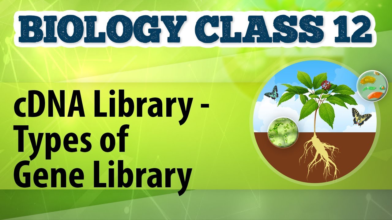 cDNA Library - Types of Gene Library - Biotechnology Process and Application - Biology Class 12