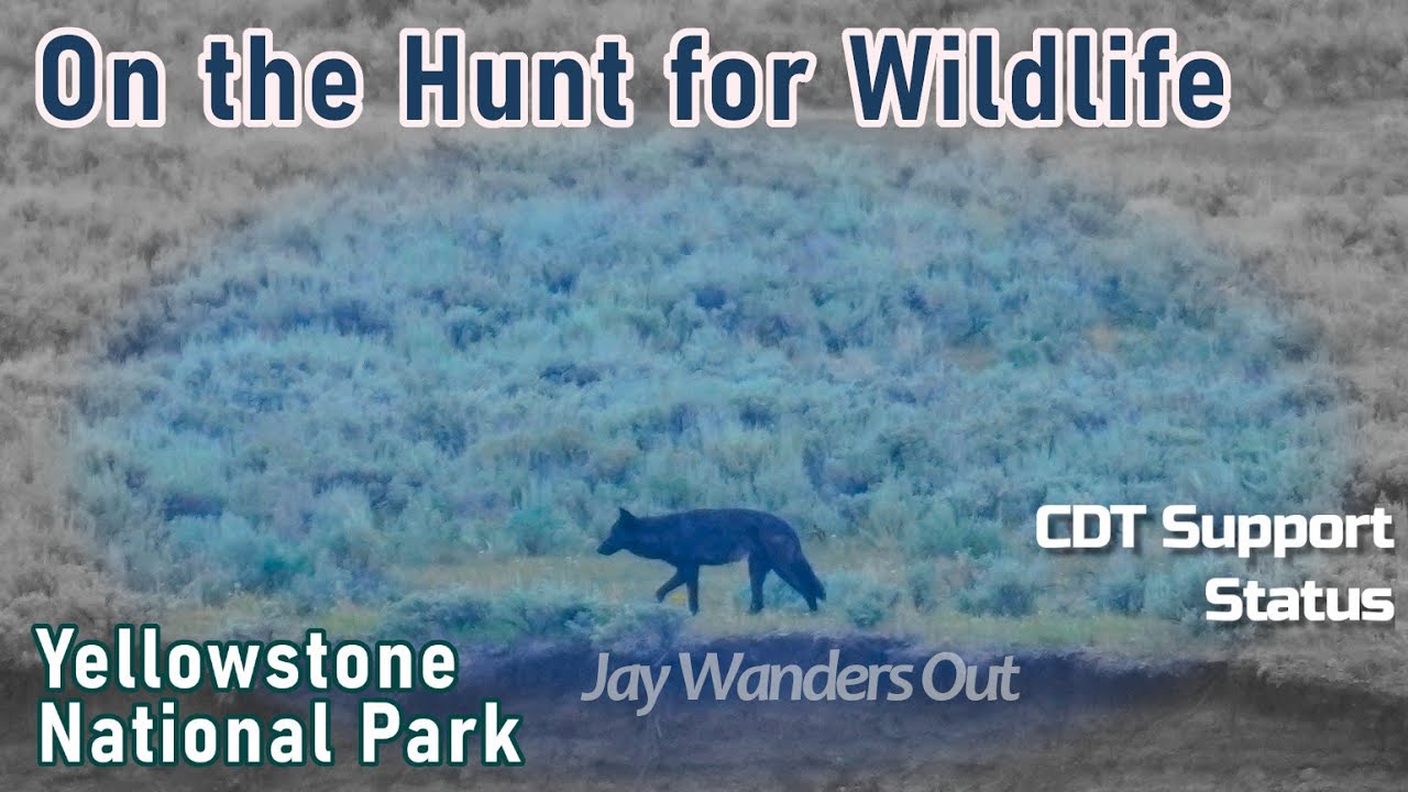 A Full Day on the Search for Wildlife at Yellowstone National Park