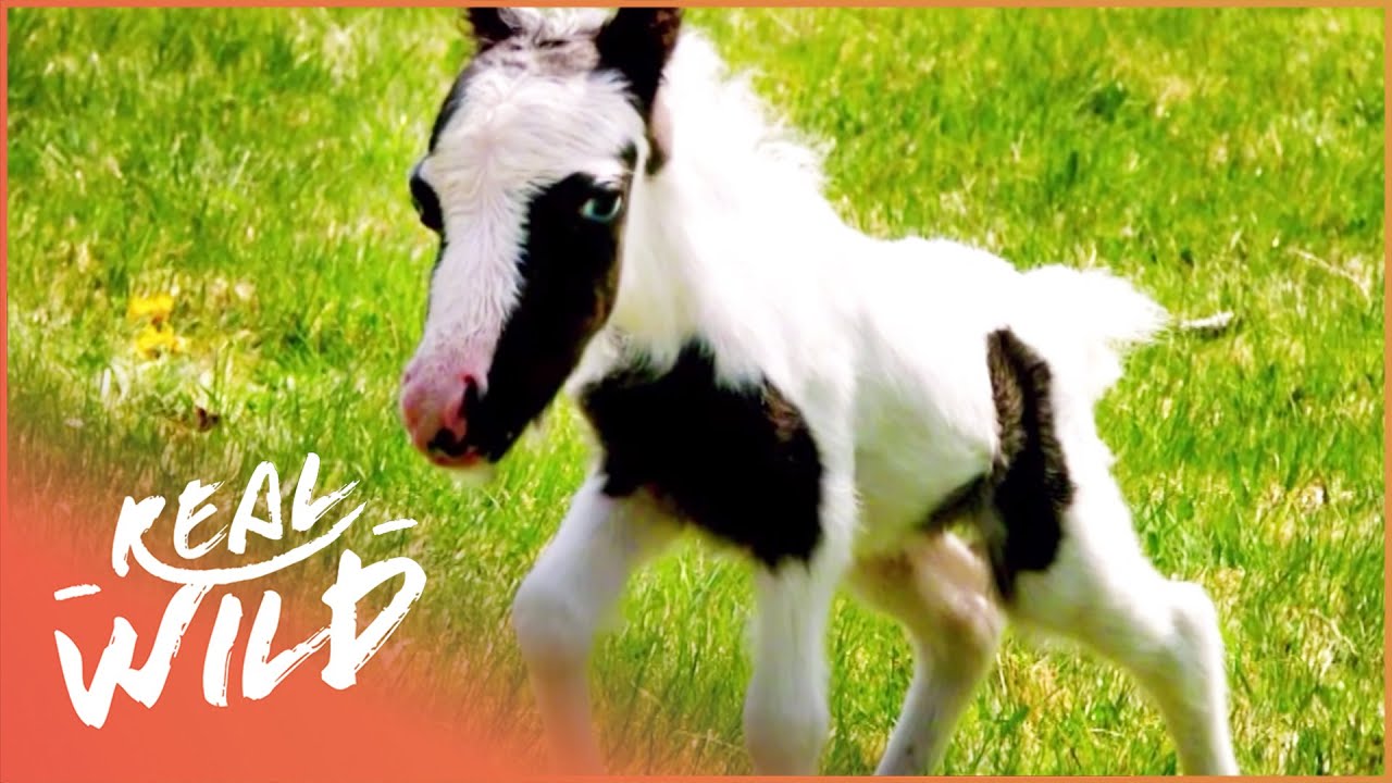 Einstein: The World's Smallest Pony