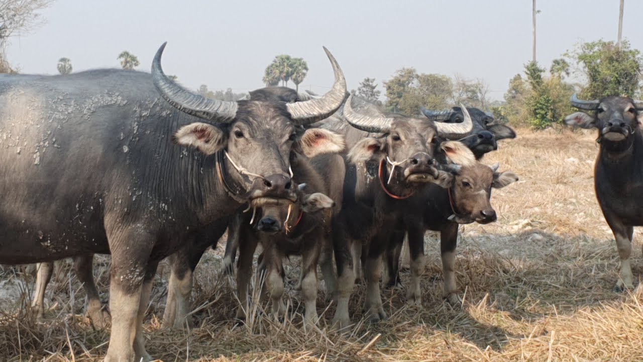 Many large buffaloes are eating grass./🐃🐃🐃🐃🦬#baffalo 